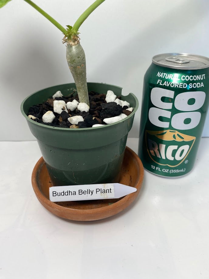 Buddha Belly Bush starter plant - Jatropha podagrica - very hard to find and very limited supply! Tough little bugger that grows a big belly! She loves the sun!