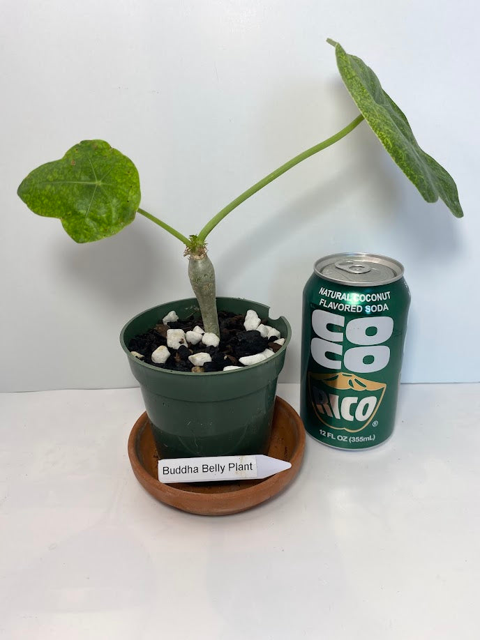 Buddha Belly Bush starter plant - Jatropha podagrica - very hard to find and very limited supply! Tough little bugger that grows a big belly! She loves the sun!