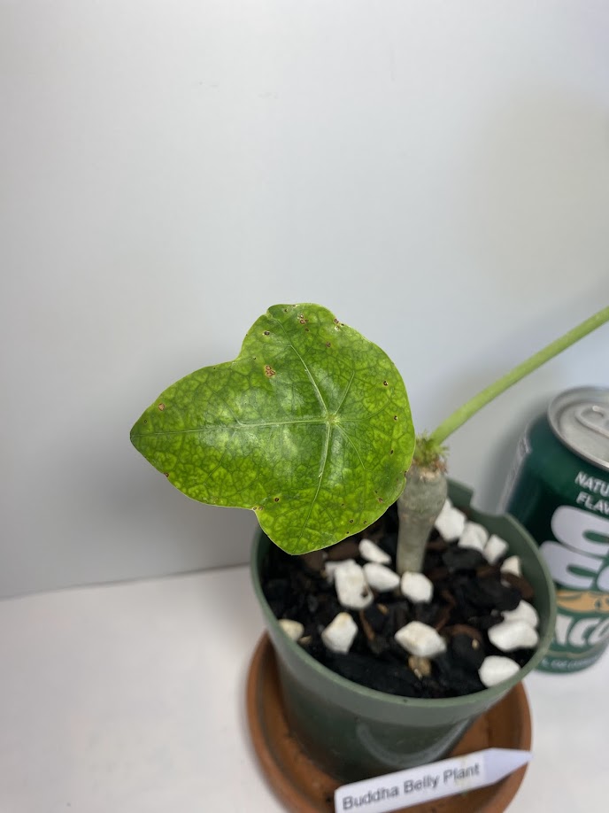 Buddha Belly Bush starter plant - Jatropha podagrica - very hard to find and very limited supply! Tough little bugger that grows a big belly! She loves the sun!