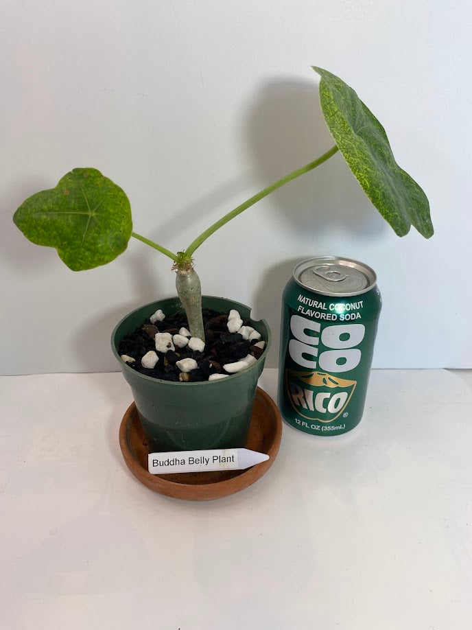 Buddha Belly Bush starter plant - Jatropha podagrica - very hard to find and very limited supply! Tough little bugger that grows a big belly! She loves the sun!