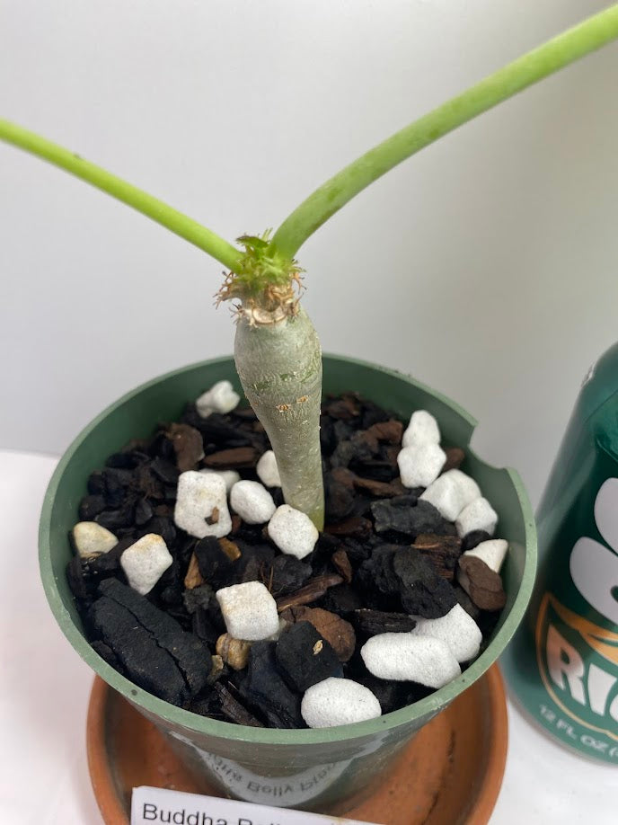 Buddha Belly Bush starter plant - Jatropha podagrica - very hard to find and very limited supply! Tough little bugger that grows a big belly! She loves the sun!