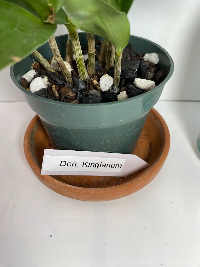 Compact Dendrobium KIngianum 'Pink' Orchid NBS potted