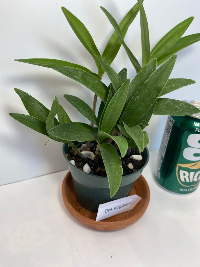 Compact Dendrobium KIngianum 'Pink' Orchid NBS potted