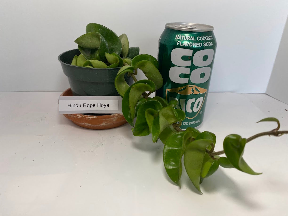 The Hindu Rope Plant (not in bloom) is an exotic house plant native to the far east. It is rather easy to grow and can reach lengths of over 8 feet! The plant is easy to grow. It does best in a filtered light window and watered when dry. It is great in a basket for hanging. 