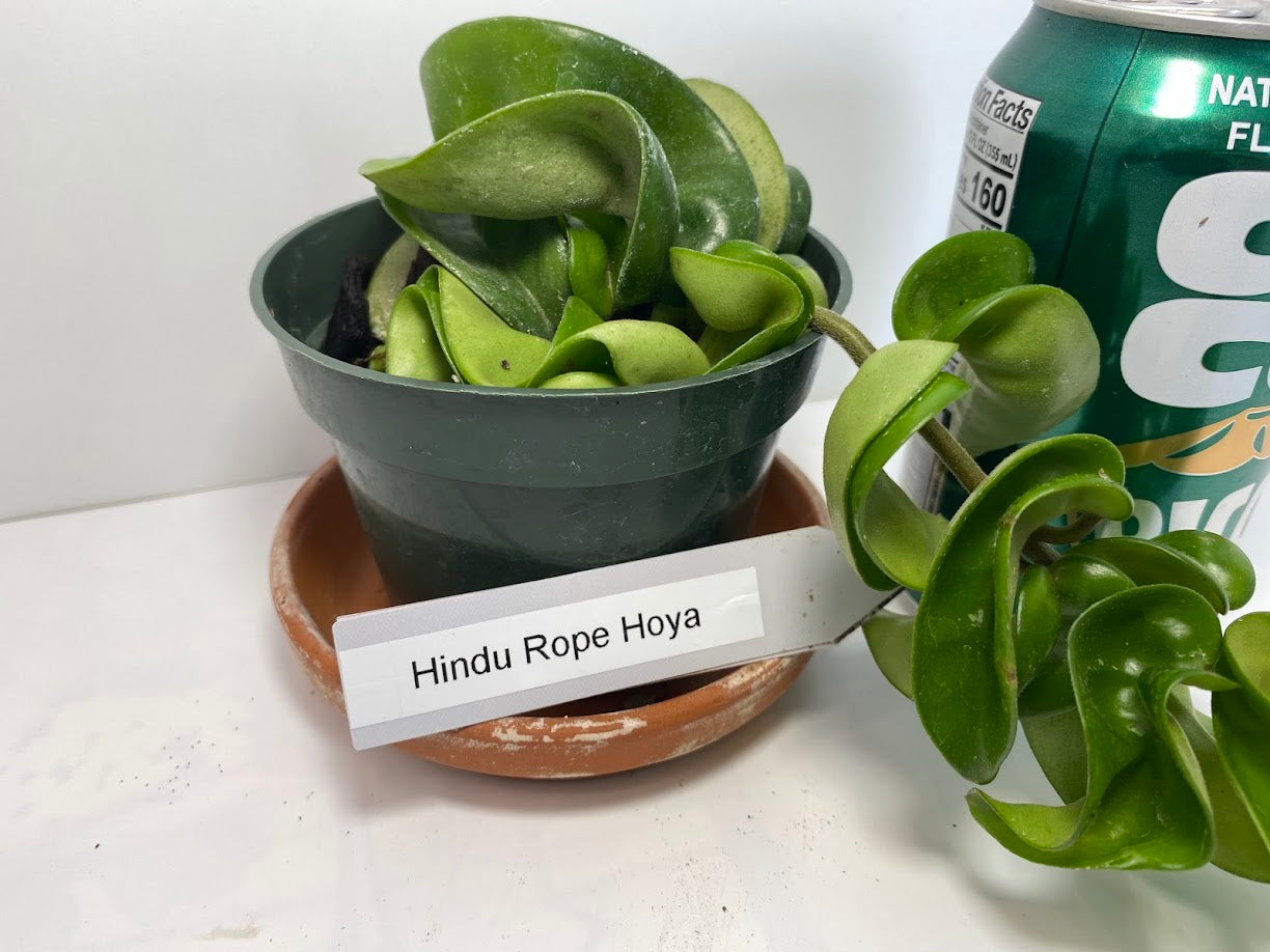 The Hindu Rope Plant (not in bloom) is an exotic house plant native to the far east. It is rather easy to grow and can reach lengths of over 8 feet! The plant is easy to grow. It does best in a filtered light window and watered when dry. It is great in a basket for hanging. 
