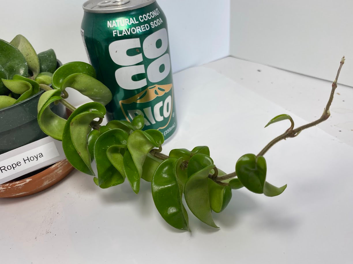 The Hindu Rope Plant (not in bloom) is an exotic house plant native to the far east. It is rather easy to grow and can reach lengths of over 8 feet! The plant is easy to grow. It does best in a filtered light window and watered when dry. It is great in a basket for hanging. 