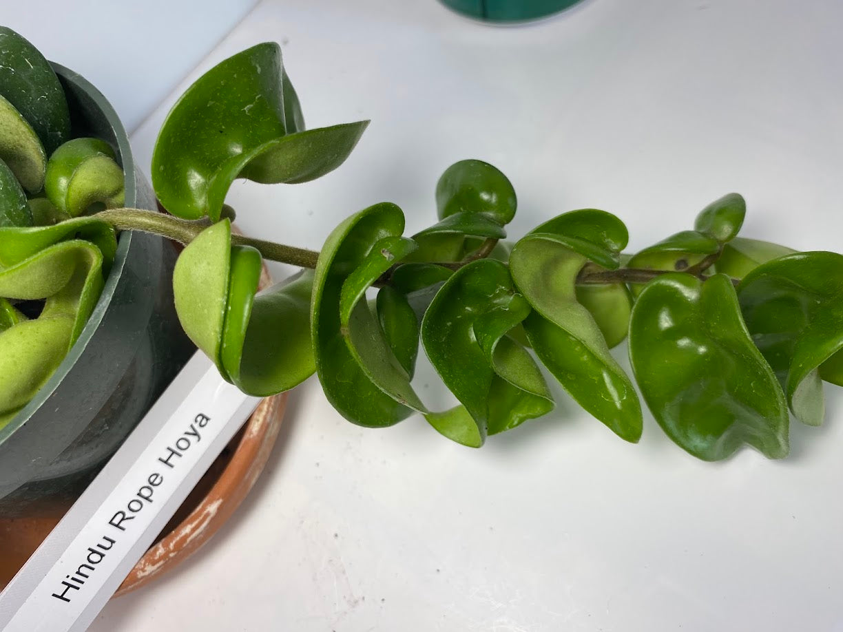 The Hindu Rope Plant (not in bloom) is an exotic house plant native to the far east. It is rather easy to grow and can reach lengths of over 8 feet! The plant is easy to grow. It does best in a filtered light window and watered when dry. It is great in a basket for hanging. 
