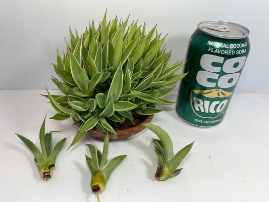 Century Agave Pup Clusters for propagation. When you really want a big litter of Agave pups LOL :)