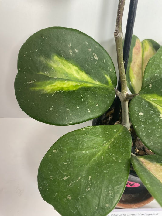 Hoya Obovata Inner Variegated established and potted. This Hoya offers a distinctive blend of green and creamy white leaves.
