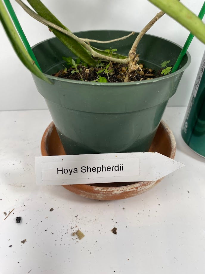 Hoya Shepherdii (not in bloom) also lovingly known as the string bean plant, for its waxy, green bean shaped leaves. Like other Hoyas, this plant will enjoy bright dappled light and high humidity. Blooms are small and pink and appear in spherical clusters.