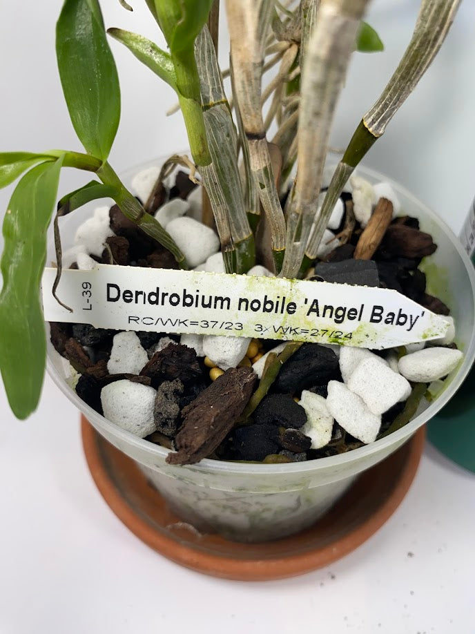 Compact Dendrobium Nobile Angel Baby Orchid established and potted - not in bloom. The flowers of this variety are white with a yellow throat. Buds form at the joints of the canes in clusters that produce sweetly fragrant flowers.