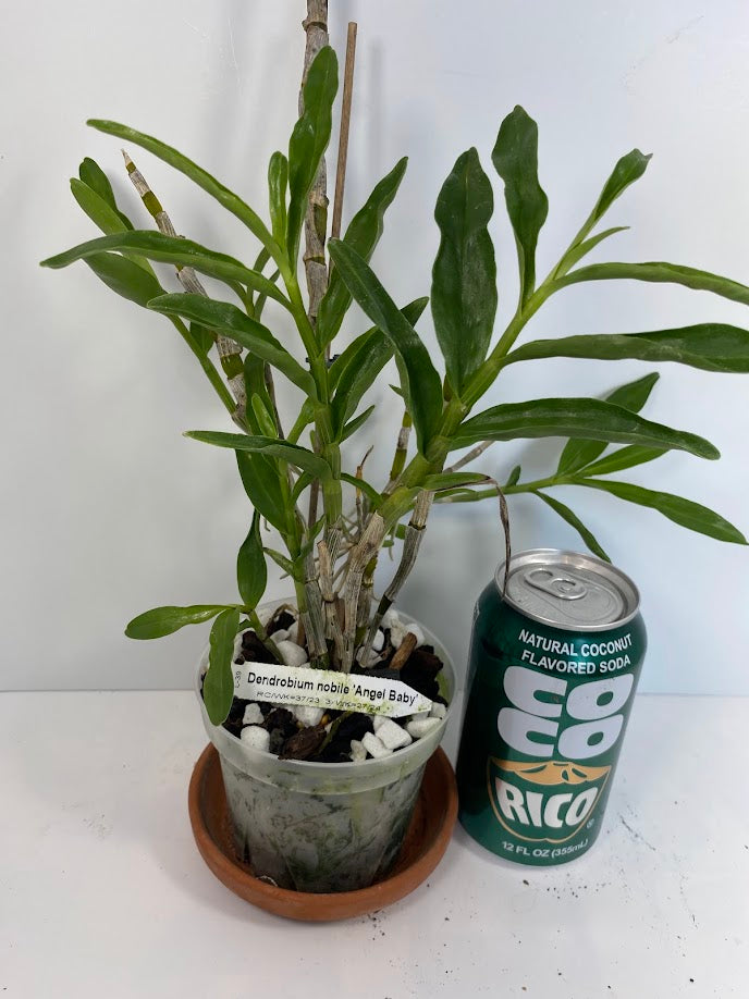 Compact Dendrobium Nobile Angel Baby Orchid established and potted - not in bloom. The flowers of this variety are white with a yellow throat. Buds form at the joints of the canes in clusters that produce sweetly fragrant flowers.