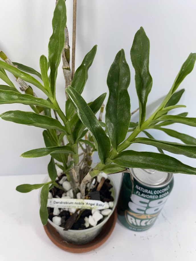 Compact Dendrobium Nobile Angel Baby Orchid established and potted - not in bloom. The flowers of this variety are white with a yellow throat. Buds form at the joints of the canes in clusters that produce sweetly fragrant flowers.