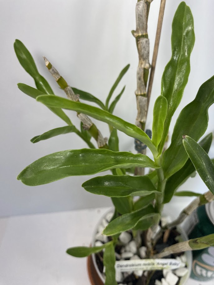 Compact Dendrobium Nobile Angel Baby Orchid established and potted - not in bloom. The flowers of this variety are white with a yellow throat. Buds form at the joints of the canes in clusters that produce sweetly fragrant flowers.