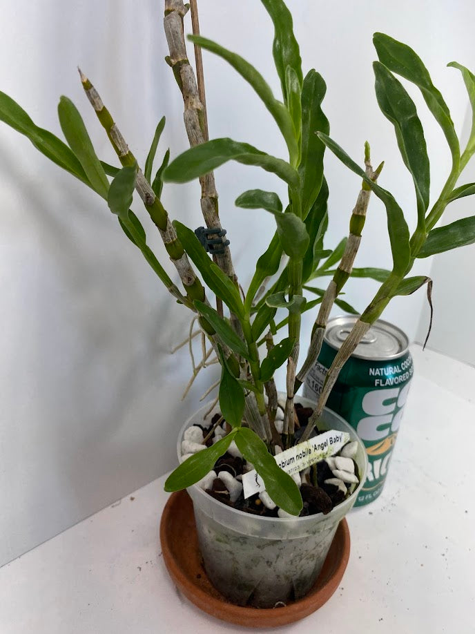 Compact Dendrobium Nobile Angel Baby Orchid established and potted - not in bloom. The flowers of this variety are white with a yellow throat. Buds form at the joints of the canes in clusters that produce sweetly fragrant flowers.