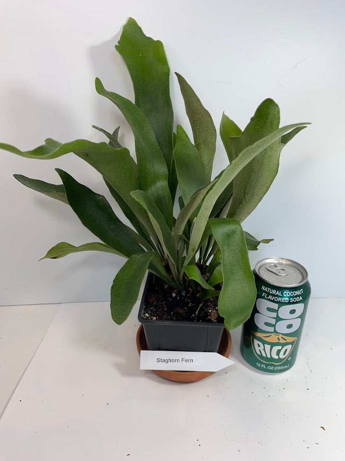 Staghorn Fern in a 4 inch pot ready for mounting! She even has a fancy name...Platycerium Bifurcatum! So fun to grow!