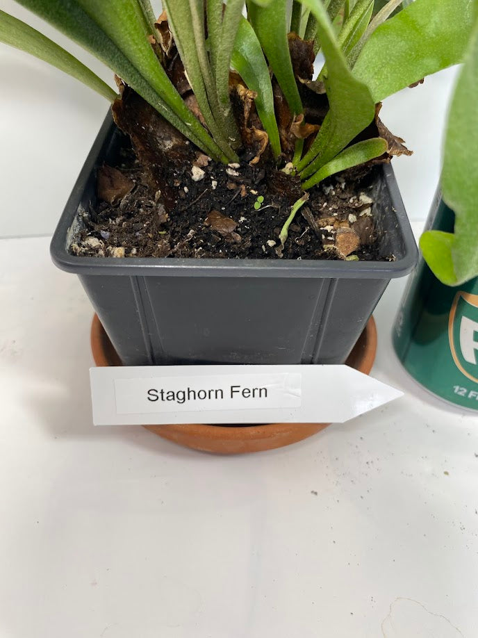 Staghorn Fern in a 4 inch pot ready for mounting! She even has a fancy name...Platycerium Bifurcatum! So fun to grow!
