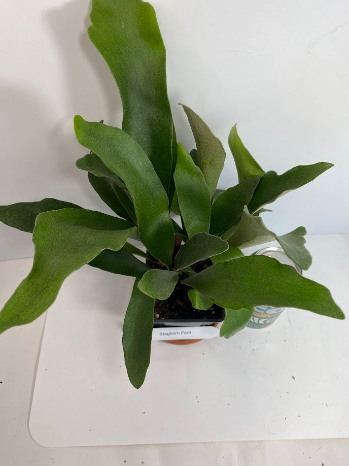 Staghorn Fern in a 4 inch pot ready for mounting! She even has a fancy name...Platycerium Bifurcatum! So fun to grow!