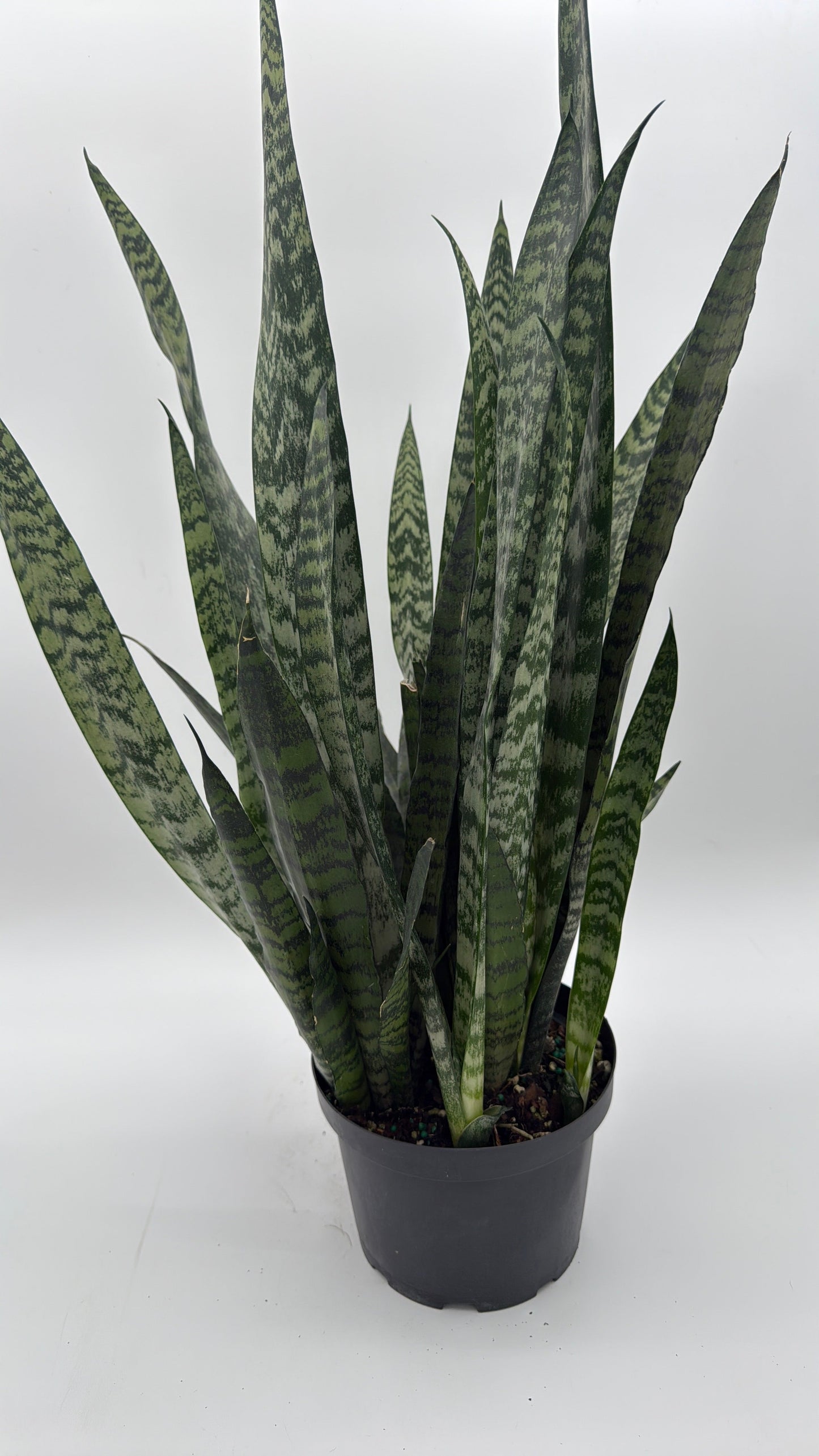 Sansevieria Zeylanica Dragon's Tooth