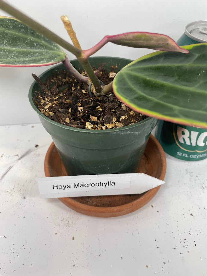 The Hoya Macrophylla 'Variegata' is a stunning plant, loved for its large, glossy leaves with creamy-yellow variegation and soft pink accents. In the right conditions, this slow-growing climber or trailing beauty rewards with fragrant, star-shaped white flowers tinged with pink, making it a treasure for Hoya lovers.