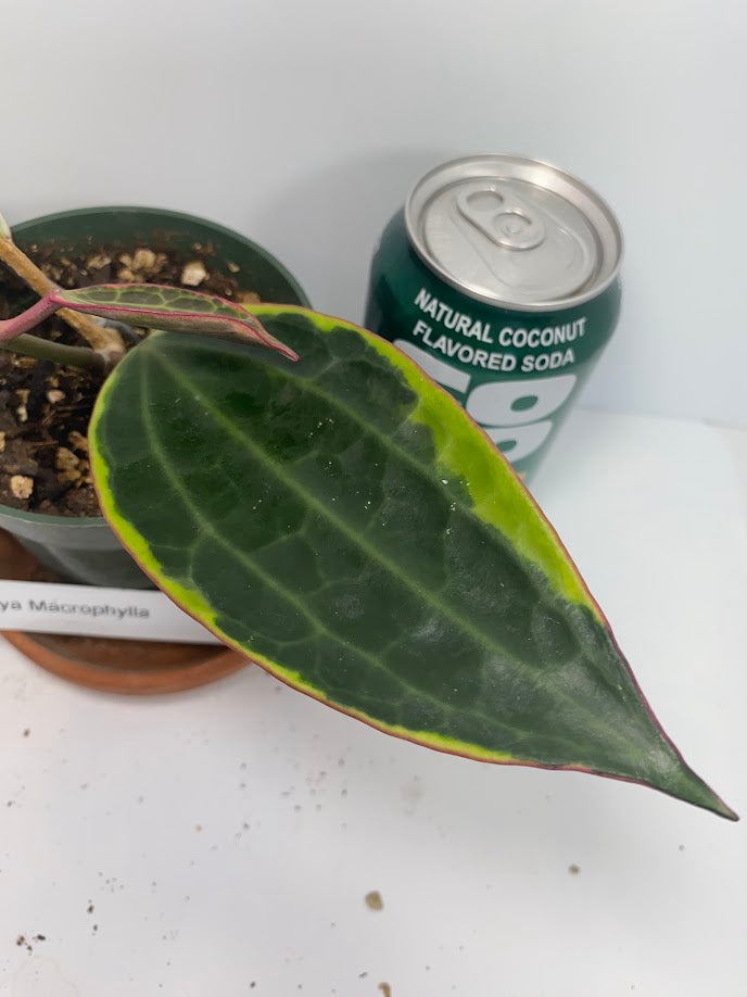 Hoya Macrophylla Variegated potted. This Hoya offers leaves of cream-to-yellow variegation and subtle hints of pink. A vining easy care Hoya!