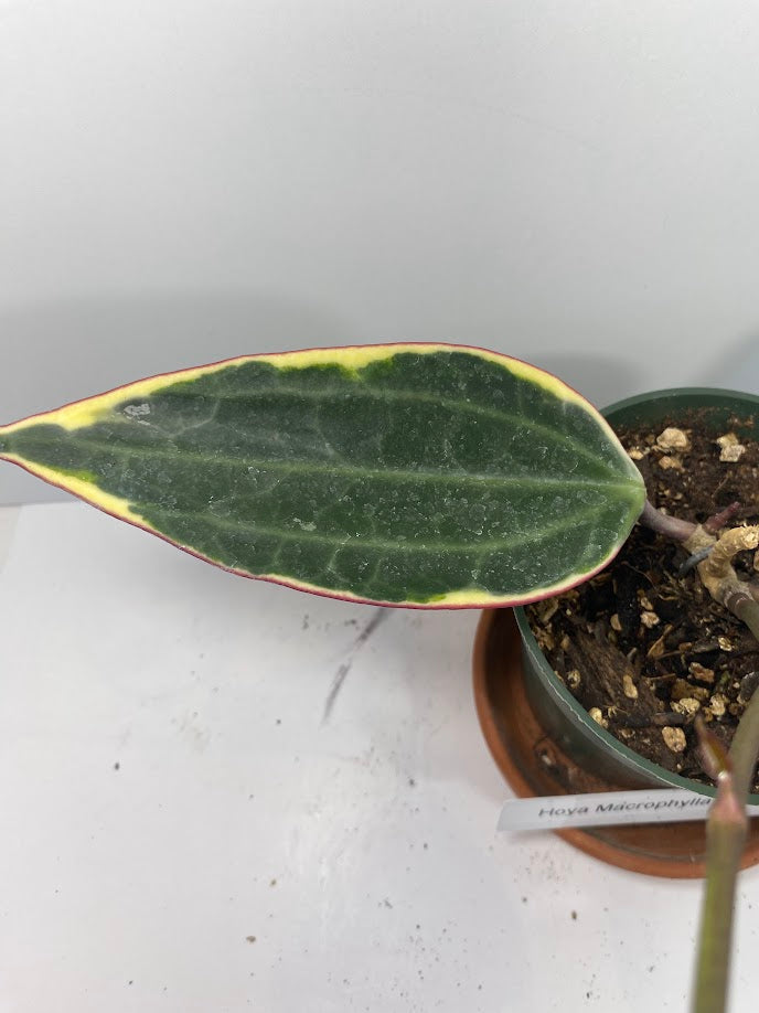 The Hoya Macrophylla 'Variegata' is a stunning plant, loved for its large, glossy leaves with creamy-yellow variegation and soft pink accents. In the right conditions, this slow-growing climber or trailing beauty rewards with fragrant, star-shaped white flowers tinged with pink, making it a treasure for Hoya lovers.