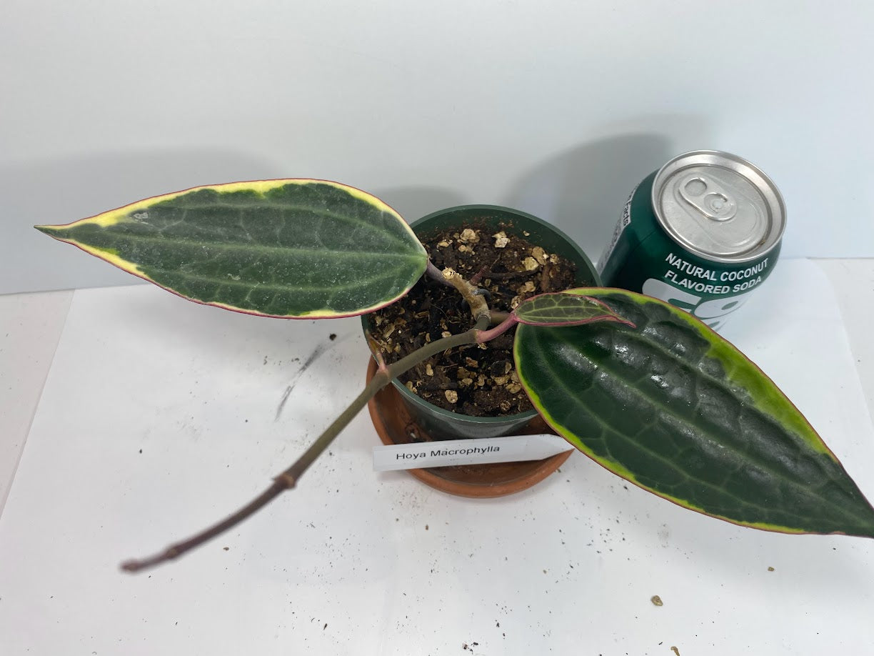 The Hoya Macrophylla 'Variegata' is a stunning plant, loved for its large, glossy leaves with creamy-yellow variegation and soft pink accents. In the right conditions, this slow-growing climber or trailing beauty rewards with fragrant, star-shaped white flowers tinged with pink, making it a treasure for Hoya lovers.