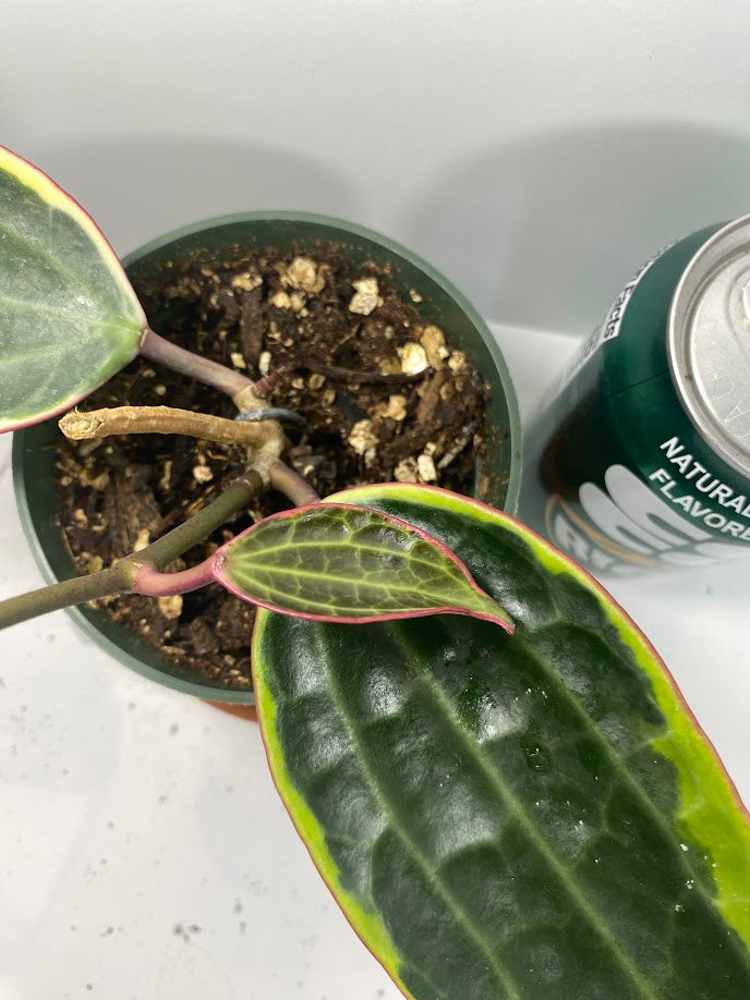 The Hoya Macrophylla 'Variegata' is a stunning plant, loved for its large, glossy leaves with creamy-yellow variegation and soft pink accents. In the right conditions, this slow-growing climber or trailing beauty rewards with fragrant, star-shaped white flowers tinged with pink, making it a treasure for Hoya lovers.