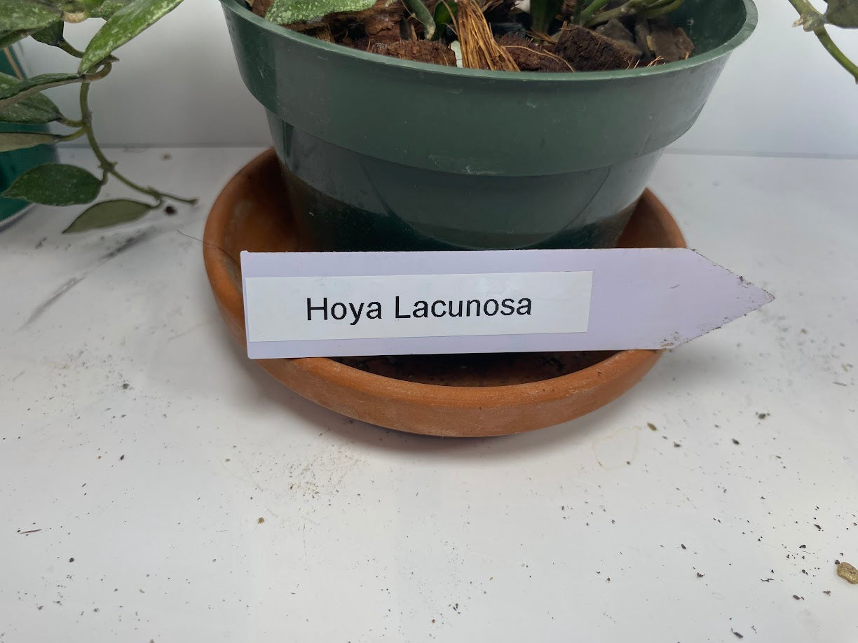 Hoya Lacunosa, known as the Cinnamon Hoya, features distinctive lacunose leaves with sunken veins and small ovate to lanceolate foliage closely spaced along its stems. While the plant you receive will not be in bloom, it is prized for its umbels of 15-25 small, revolute white to cream flowers with silvery hairs and pale yellow to red-rimmed coronas. These blooms emit a subtle, spicy cinnamon fragrance and last 4-5 days. This species adapts its foliage based on growing conditions, making it a fascinating cho