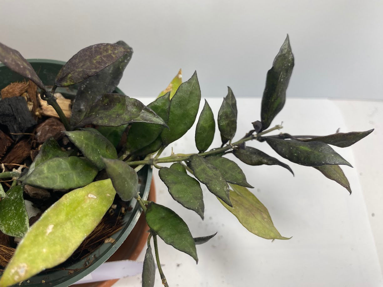 Hoya Lacunosa, known as the Cinnamon Hoya, features distinctive lacunose leaves with sunken veins and small ovate to lanceolate foliage closely spaced along its stems. While the plant you receive will not be in bloom, it is prized for its umbels of 15-25 small, revolute white to cream flowers with silvery hairs and pale yellow to red-rimmed coronas. These blooms emit a subtle, spicy cinnamon fragrance and last 4-5 days. This species adapts its foliage based on growing conditions, making it a fascinating cho