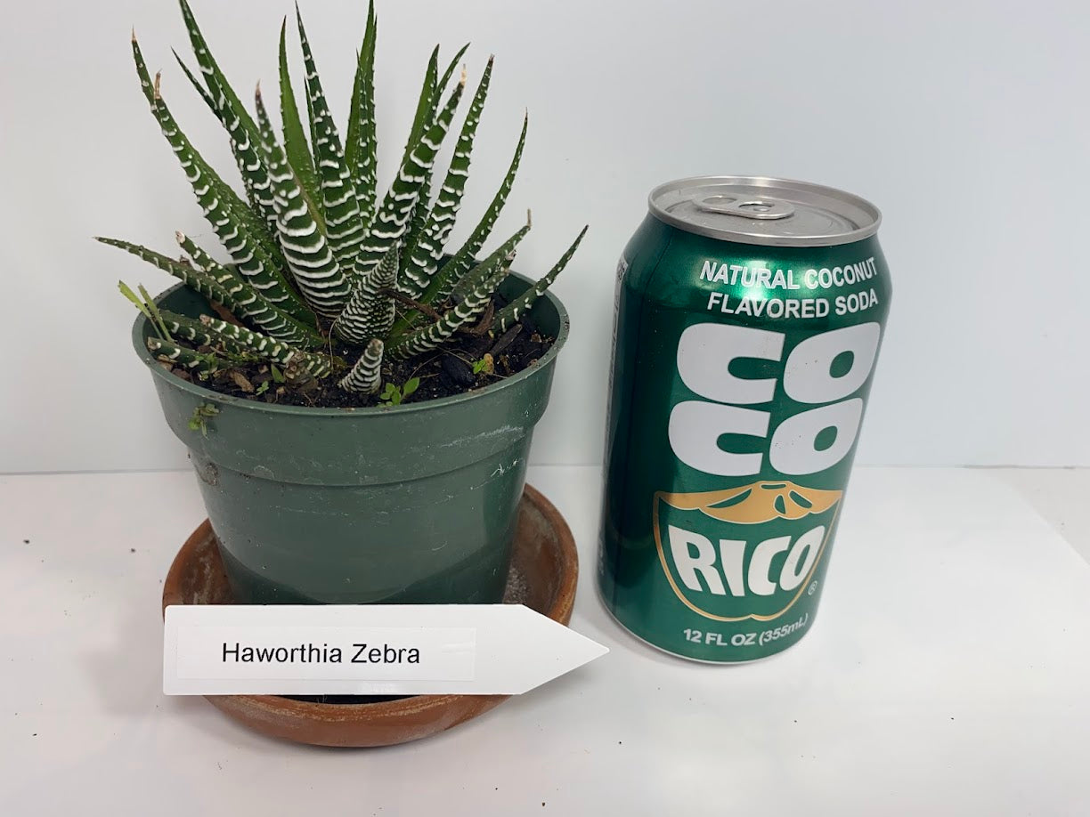 Discover the charming Haworthia Fasciata Zebra Plant potted, a beautiful compact succulent that adds a touch of nature’s artistry to any space. Known for its striking appearance, this plant features thick, dark green leaves adorned with white bumpy tubercles, creating the iconic "Zebra" look that makes it a standout among houseplants.