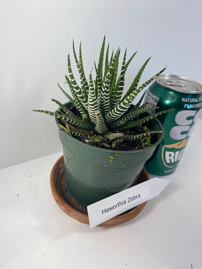 Discover the charming Haworthia Fasciata Zebra Plant potted, a beautiful compact succulent that adds a touch of nature’s artistry to any space. Known for its striking appearance, this plant features thick, dark green leaves adorned with white bumpy tubercles, creating the iconic "Zebra" look that makes it a standout among houseplants.