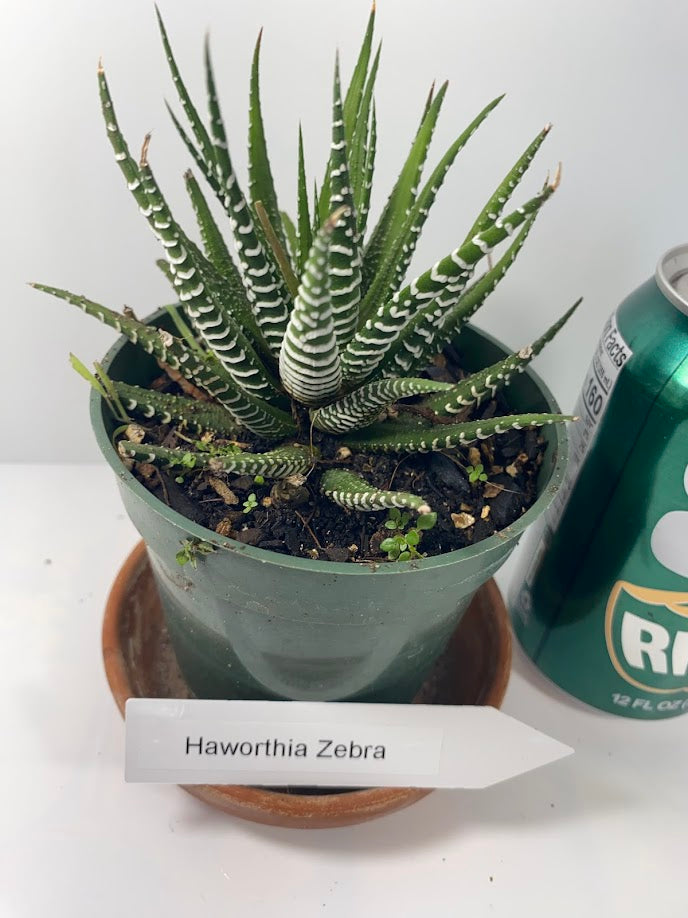 Discover the charming Haworthia Fasciata Zebra Plant potted, a beautiful compact succulent that adds a touch of nature’s artistry to any space. Known for its striking appearance, this plant features thick, dark green leaves adorned with white bumpy tubercles, creating the iconic "Zebra" look that makes it a standout among houseplants.