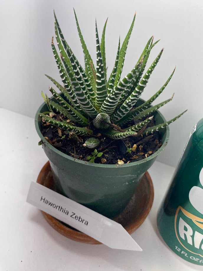 Discover the charming Haworthia Fasciata Zebra Plant potted, a beautiful compact succulent that adds a touch of nature’s artistry to any space. Known for its striking appearance, this plant features thick, dark green leaves adorned with white bumpy tubercles, creating the iconic "Zebra" look that makes it a standout among houseplants.
