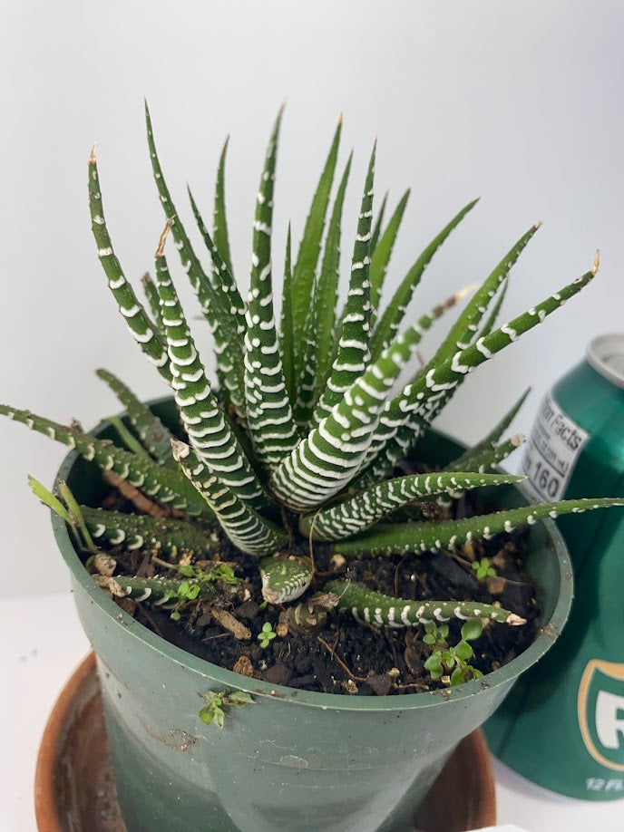 Discover the charming Haworthia Fasciata Zebra Plant potted, a beautiful compact succulent that adds a touch of nature’s artistry to any space. Known for its striking appearance, this plant features thick, dark green leaves adorned with white bumpy tubercles, creating the iconic "Zebra" look that makes it a standout among houseplants.