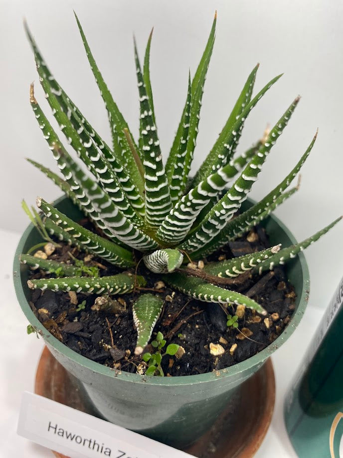 Discover the charming Haworthia Fasciata Zebra Plant potted, a beautiful compact succulent that adds a touch of nature’s artistry to any space. Known for its striking appearance, this plant features thick, dark green leaves adorned with white bumpy tubercles, creating the iconic "Zebra" look that makes it a standout among houseplants.