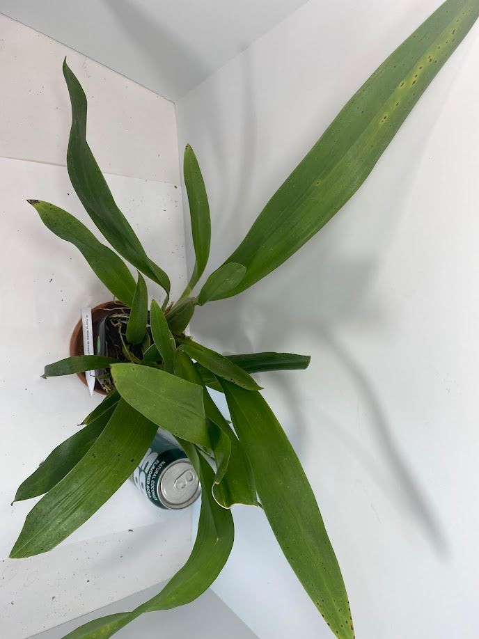 Orquídea Oncidium Sharry Baby "Sweet Fragrance" (no está en flor). ¡Súper popular! ¡Florece hasta dos veces al año con un aroma dulce a chocolate!