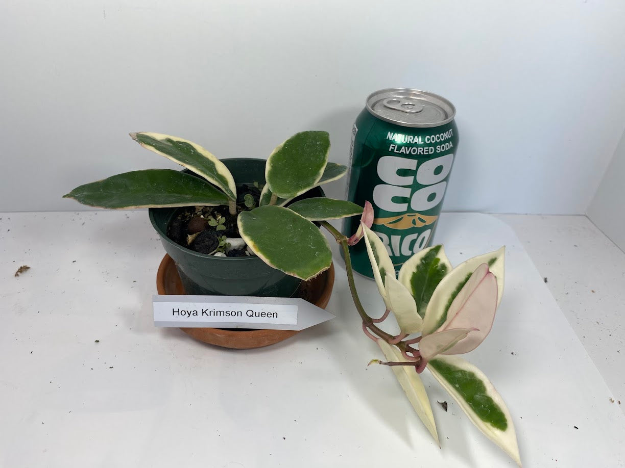 Hoya Carnosa 'Krimson Queen' is prized for its striking, glossy leaves and charming, fragrant flowers, making it an excellent, low-maintenance choice for any indoor plant enthusiast. For optimal growth, provide bright, indirect light and water regularly during active growth.