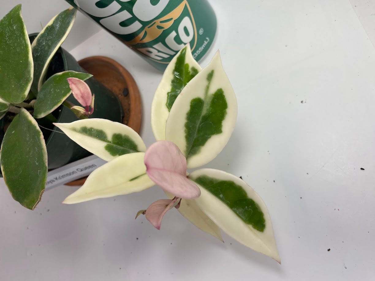 Hoya Carnosa 'Krimson Queen' is prized for its striking, glossy leaves and charming, fragrant flowers, making it an excellent, low-maintenance choice for any indoor plant enthusiast. For optimal growth, provide bright, indirect light and water regularly during active growth.