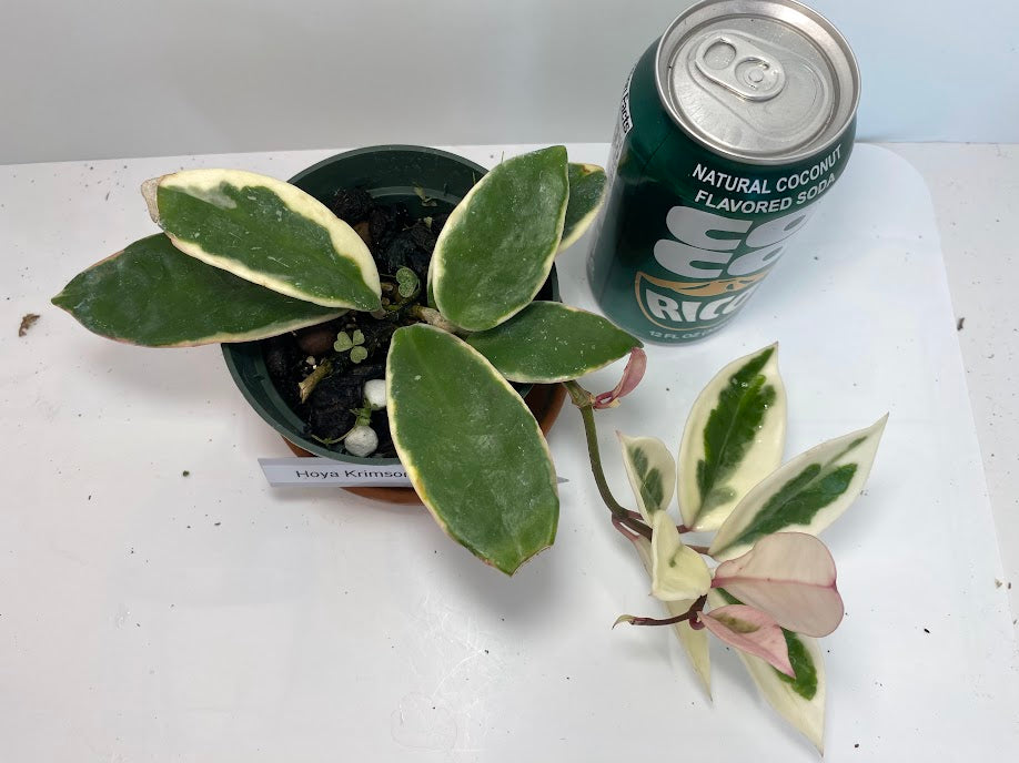 Hoya Carnosa 'Krimson Queen' is prized for its striking, glossy leaves and charming, fragrant flowers, making it an excellent, low-maintenance choice for any indoor plant enthusiast. For optimal growth, provide bright, indirect light and water regularly during active growth.