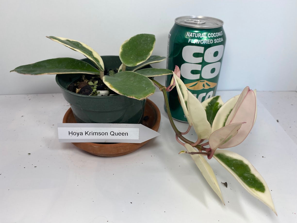 Hoya Carnosa 'Krimson Queen' is prized for its striking, glossy leaves and charming, fragrant flowers, making it an excellent, low-maintenance choice for any indoor plant enthusiast. For optimal growth, provide bright, indirect light and water regularly during active growth.