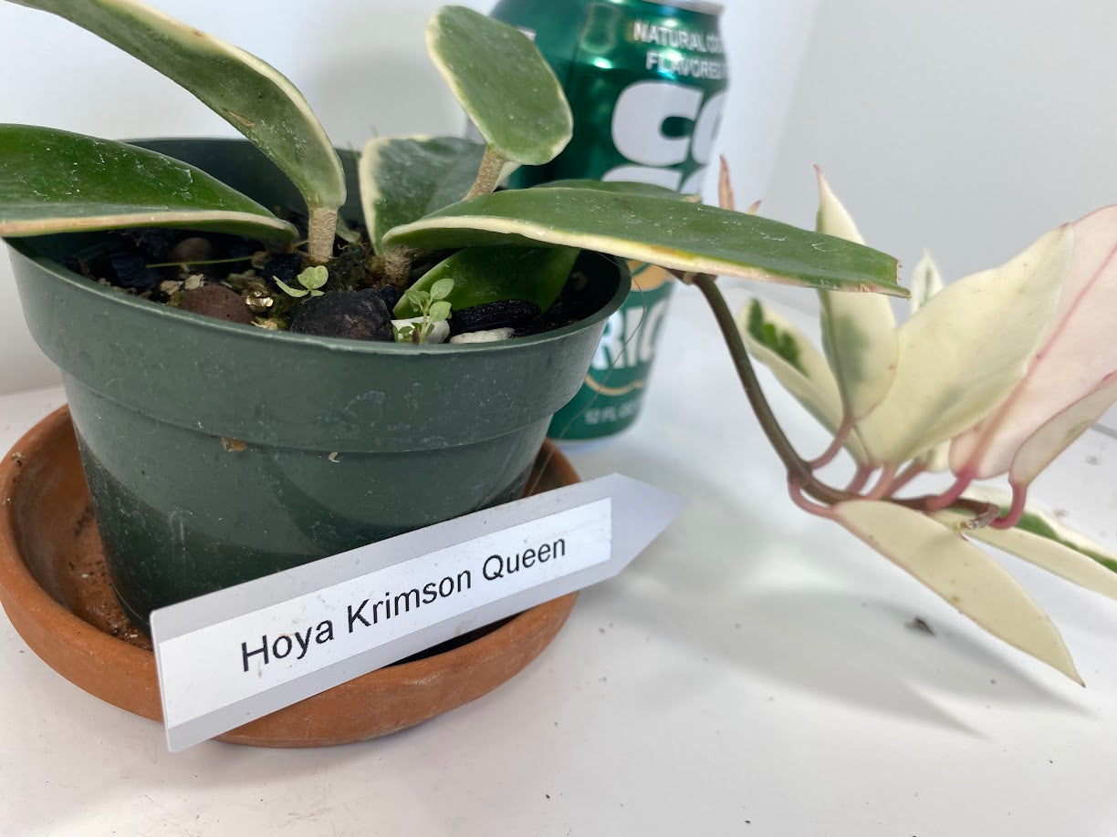 Hoya Carnosa 'Krimson Queen' is prized for its striking, glossy leaves and charming, fragrant flowers, making it an excellent, low-maintenance choice for any indoor plant enthusiast. For optimal growth, provide bright, indirect light and water regularly during active growth.