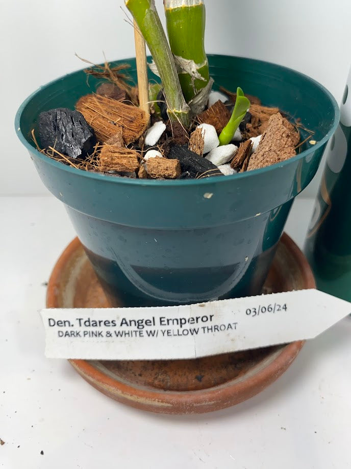 Fragrant Dendrobium Nobile Tdares Angel Emperor Orchid: Easy-Care Live Potted Plant