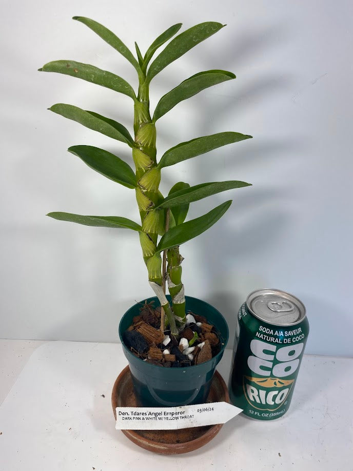 Fragrant Dendrobium Nobile Tdares Angel Emperor Orchid: Easy-Care Live Potted Plant