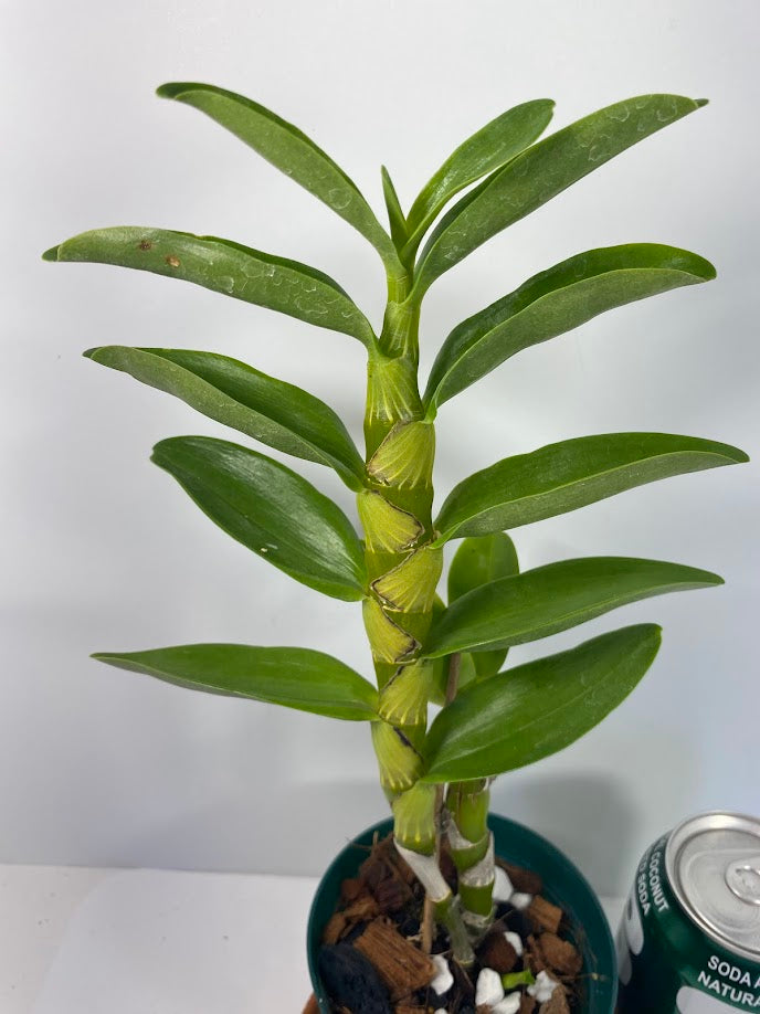 Fragrant Dendrobium Nobile Tdares Angel Emperor Orchid: Easy-Care Live Potted Plant