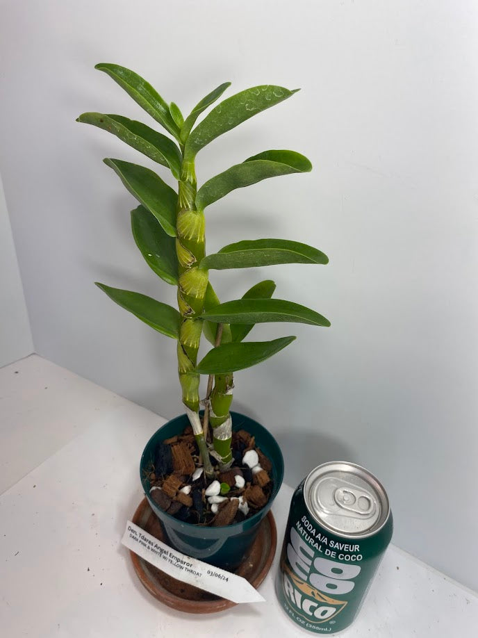 Fragrant Dendrobium Nobile Tdares Angel Emperor Orchid: Easy-Care Live Potted Plant