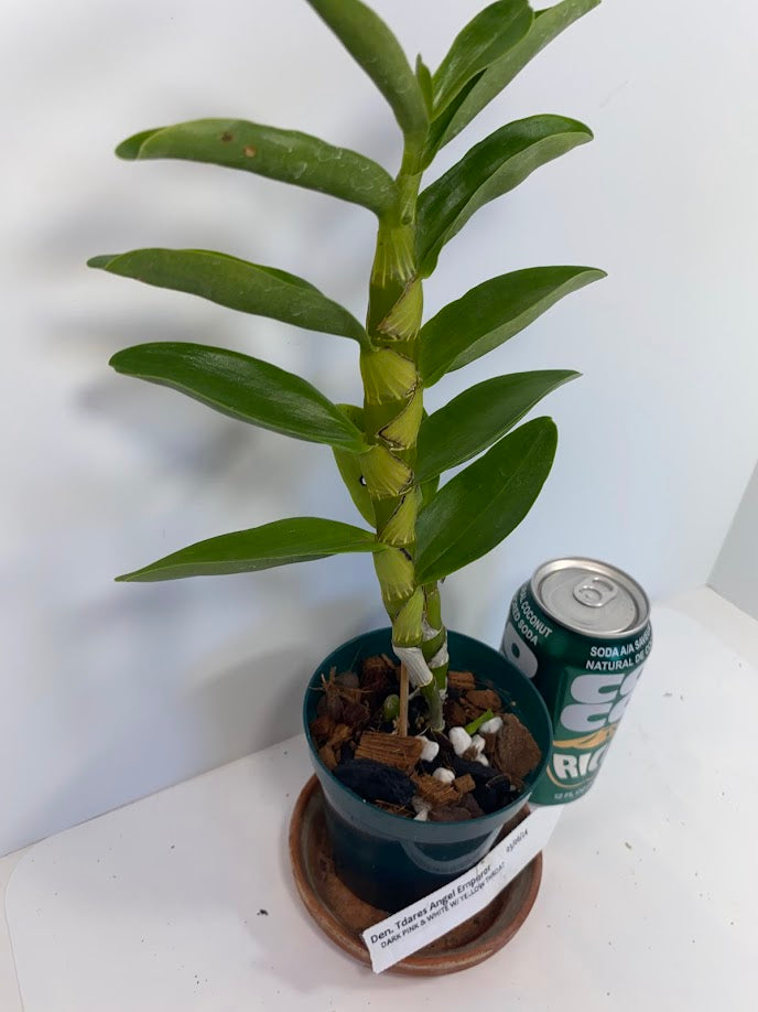 Fragrant Dendrobium Nobile Tdares Angel Emperor Orchid: Easy-Care Live Potted Plant