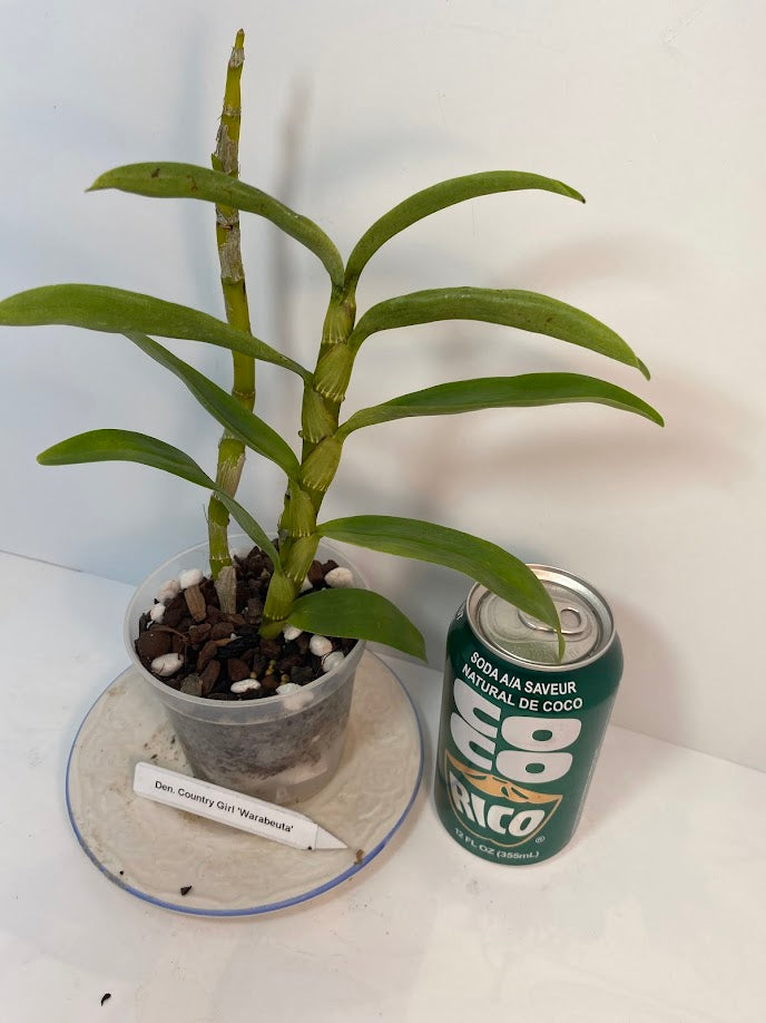 Rare and hard to find Dendrobium Nobile Country Girl Warabeula Orchid!