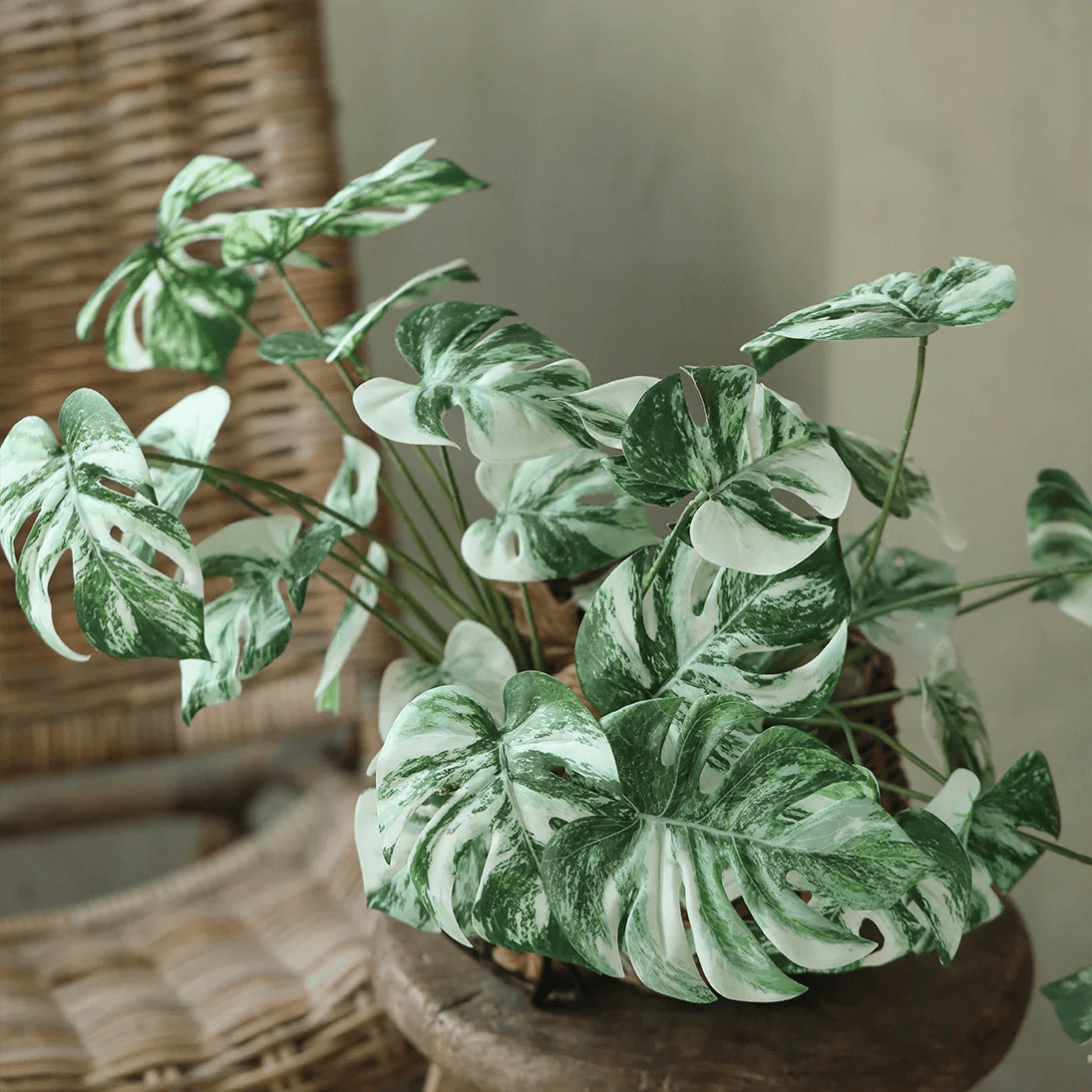 Rama de raíz de Monstera variegada – 17.3"