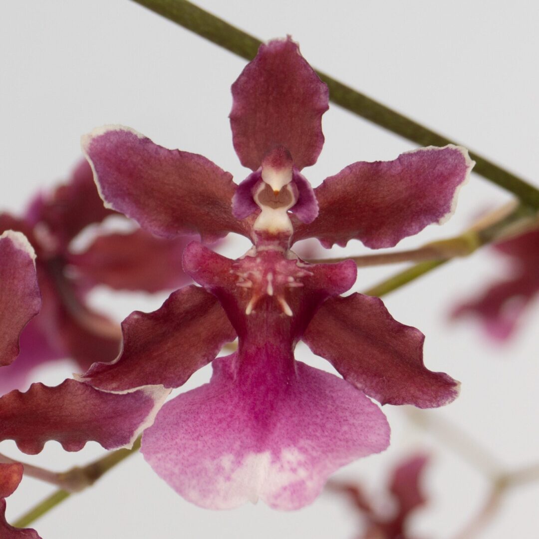 Oncidium Sharry Baby 'Red Fantasy' Orchid. Known for its amazing red chocolate fragrant blooms (sold with no blooms)